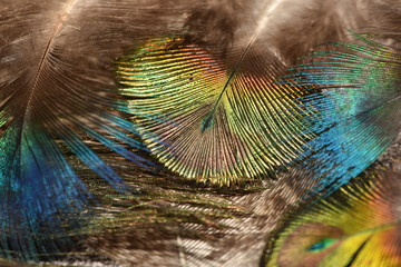Peacock feather pattern macro Peacock feathers closeup Bright colors.