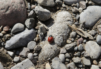 ladybug on rock © Ерлан Касымбеков