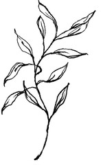 Pencil, graphite hand drawn leaves. linear foliage.  Isolated on white. High resolution. Best for digital scrapbooking, wedding invitation, birthday cards, greeting, trendy design, print on textile, 