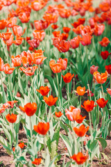 Red beautiful tulips in the garden or park