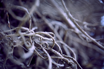 branches of plant