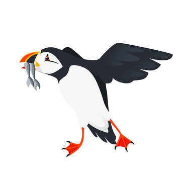 Flying atlantic puffin bird with fish in beak cartoon animal design flat vector illustration isolated on white background
