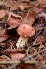 Imleria badia or Boletus badius commonly known as the bay bolete growing in pine tree forest..