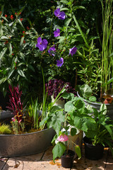 Beautiful metal plant pots and Little water feature with water plants on a Special area in the Patio garden