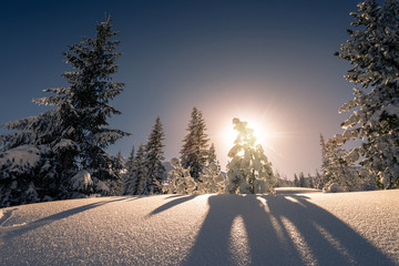 Sunset at snow covered trees in the Tatra mountain