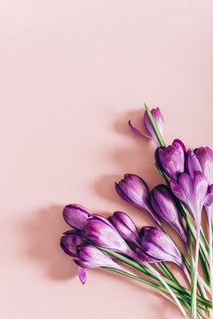Fototapeta Creative layout made with spring crocus flowers on pink background. Flat lay. Spring minimal concept.