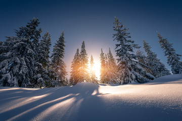 Sun rays from behind the snow covered trees Tatra Mountain