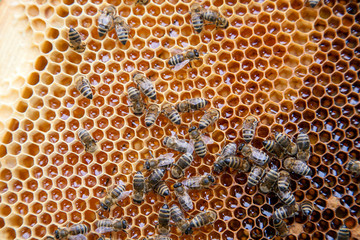 Close up view of working bees on honeycomb with sweet honey..
