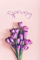 Creative layout made with spring crocus flowers on pink background. Flat lay. Spring minimal concept.