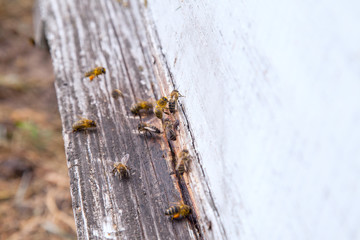 Swarming bees at the entrance of white beehive in apiary..