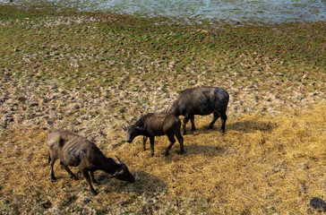 Buffaloes in a dry muddy farmland cover with some hay. 