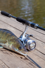 Freshwater zander and fishing equipment lies on wooden background.