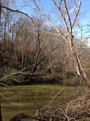 Forest in winter, georgia trails