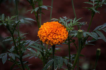 orange flower in the garden
