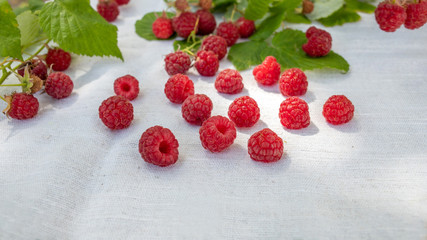 fresh raspberries on white background