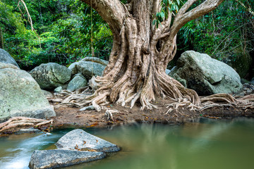 Fototapeta premium Large tree roots and Largest stones in tropical forest near the river