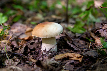 Boletus mushroom in the wild. Porcini mushroom grows on the forest floor at autumn season..