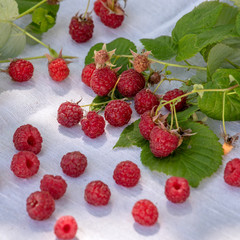 fresh raspberries on white background