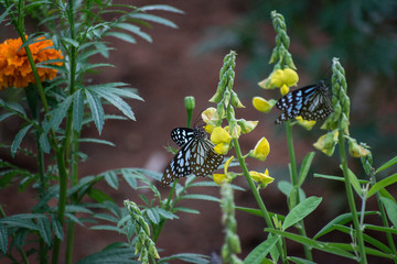 Butterfly on leaf