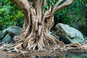 Large tree roots and Largest stones in tropical forest near the river