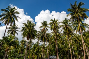 Naklejka na ściany i meble Plantation coconut palms on background blue sky with clouds