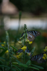 butterfly on leaf