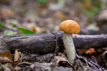 Single red boletus mushroom in the wild. Red boletus mushroom grows on the forest floor at autumn season..