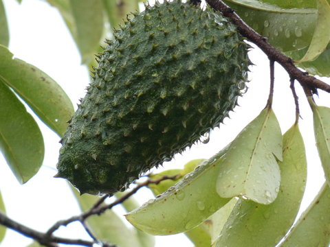 corossole
