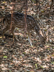 Deer in jungle