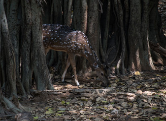 Deer in forest