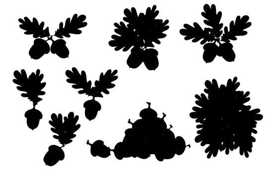 Black silhouette set of oak leaves with acorns flat vector illustration on white background