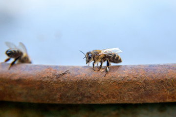 Close up of a curious bee in the human world.