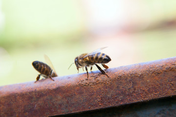Close up of a curious bee in the human world.