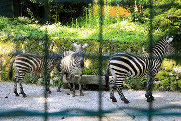 Stresa (VCO), Italy - June 02, 2018: Zebra at Villa Pallavicino, Stresa, Verbano-Cusio-Ossola,...