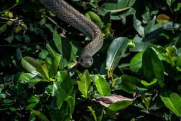 snake on tree