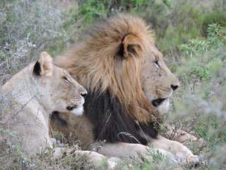 lion and lioness