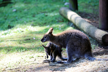 Fototapeta premium Stresa (VCO), Italy - June 02, 2018: Kangaroo at Villa Pallavicino, Stresa, Verbano-Cusio-Ossola, Piedmont, Italy.