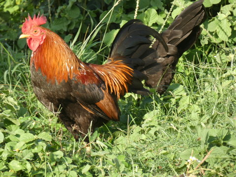 coq