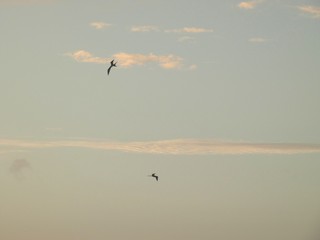 oiseaux