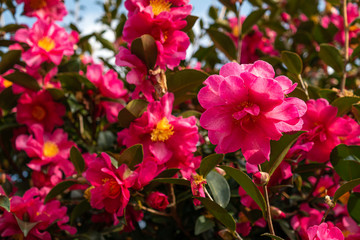 Beautiful camellia flowers bloomed in Jeju Island, Korea