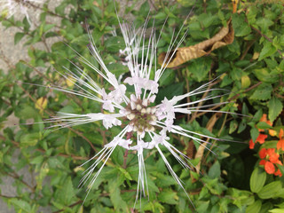 Starburst flower singapore