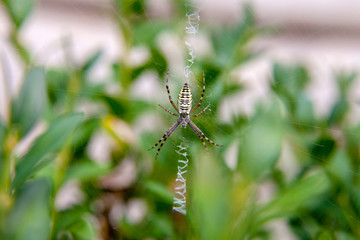 Yellow striped spider outside in nature in her spider web. .