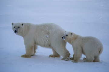 Obraz na płótnie Canvas Rodzina niedźwiedzi polarnych, południowy Spitsbergen