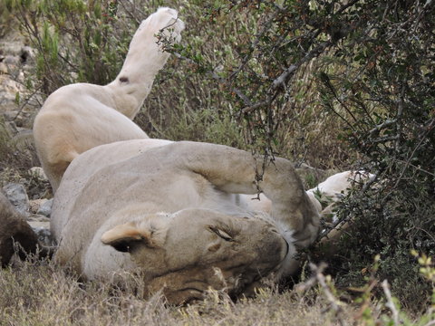 Sleeping Lion