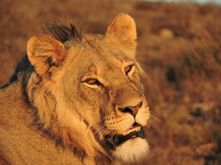 portrait of a lion