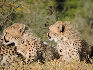 cheetah in the grass