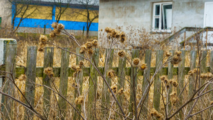 Dry burdock heads on fence background. Withered plant.