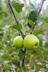 Shiny delicious green apples on a branch ready to be harvested in an apple orchard..