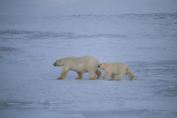 Rodzina niedźwiedzi polarnych, południowy Spitsbergen