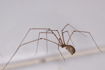 Little spider with long legs in macro view